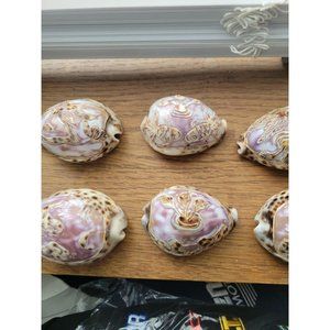 Etched Tiger Cowrie Shell Carved By Hand 3” Nautical LOT OF 7